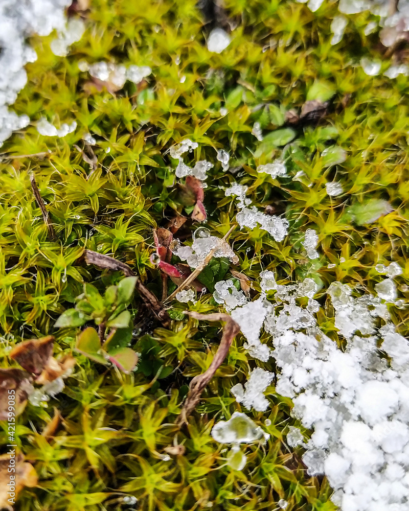 Background. There is snow on the green grass, small ice flakes. Top view. The beginning of spring. Snow melts on the light green grass. At close range. Nature. Background. There is snow on the green grass, small ice flakes. Top view. The beginning of spring. Snow melts on the light green grass. At close range. Nature.
