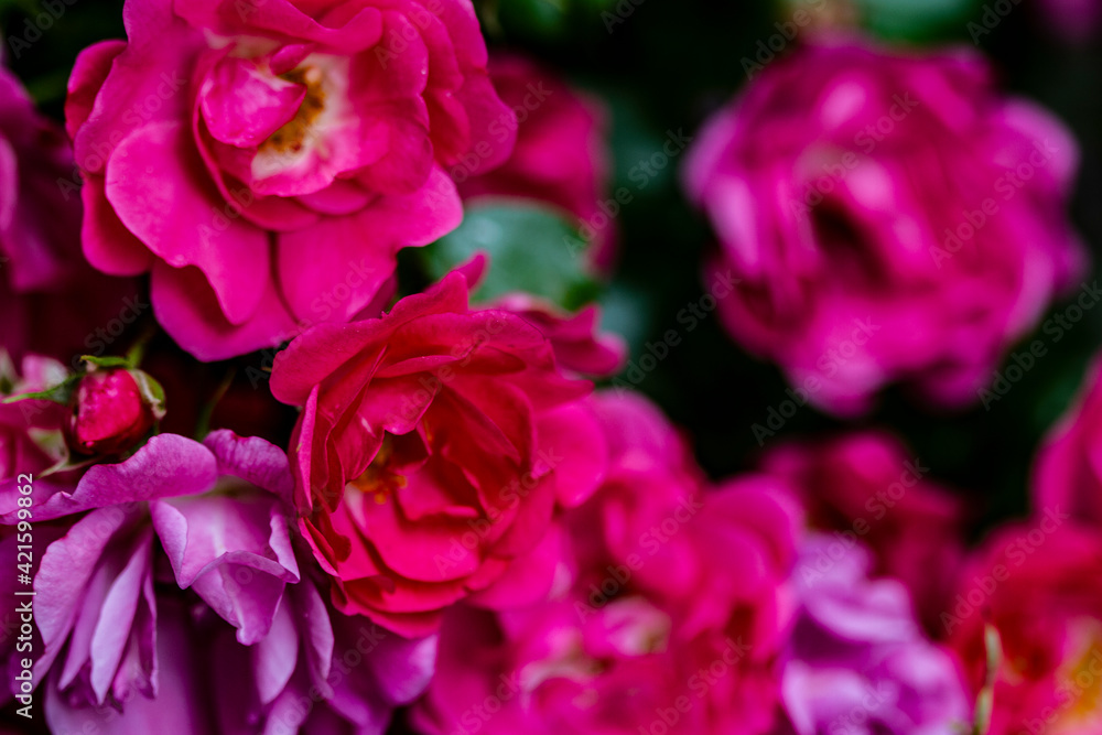 USA, Washington State, Silverdale. Hardy roses.