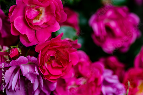 USA, Washington State, Silverdale. Hardy roses.