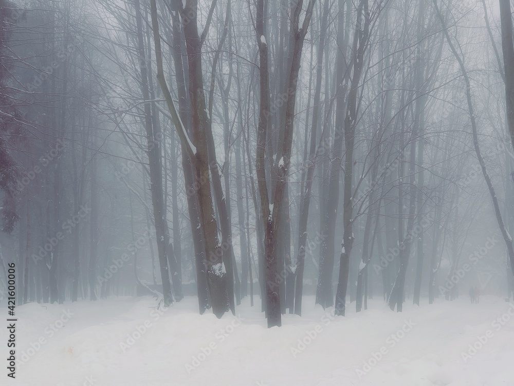 Naklejka premium Foggy winter forest in the morning. Snowy forest in thick fog. Cold day in the park. Atmospheric winter landscape. 
