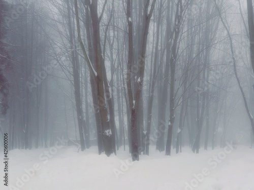 Foggy winter forest in the morning. Snowy forest in thick fog. Cold day in the park. Atmospheric winter landscape.  © Nazarii
