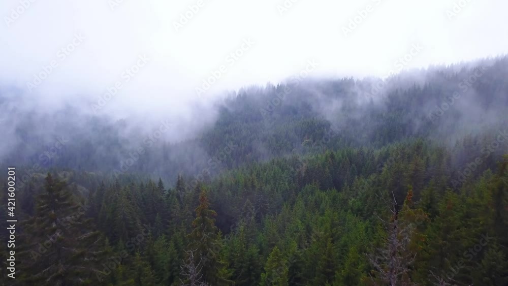Aerial View. Flying over pine forest in beautiful clouds. Misty forest in spring . Flying through the clouds. Morning Fog. Flying above foggy pine forest. Thick misty clouds in Aerial View. Flying over pine forest in beautiful clouds. Misty forest in spring . Flying through the clouds. Morning Fog. Flying above foggy pine forest. Thick misty clouds in