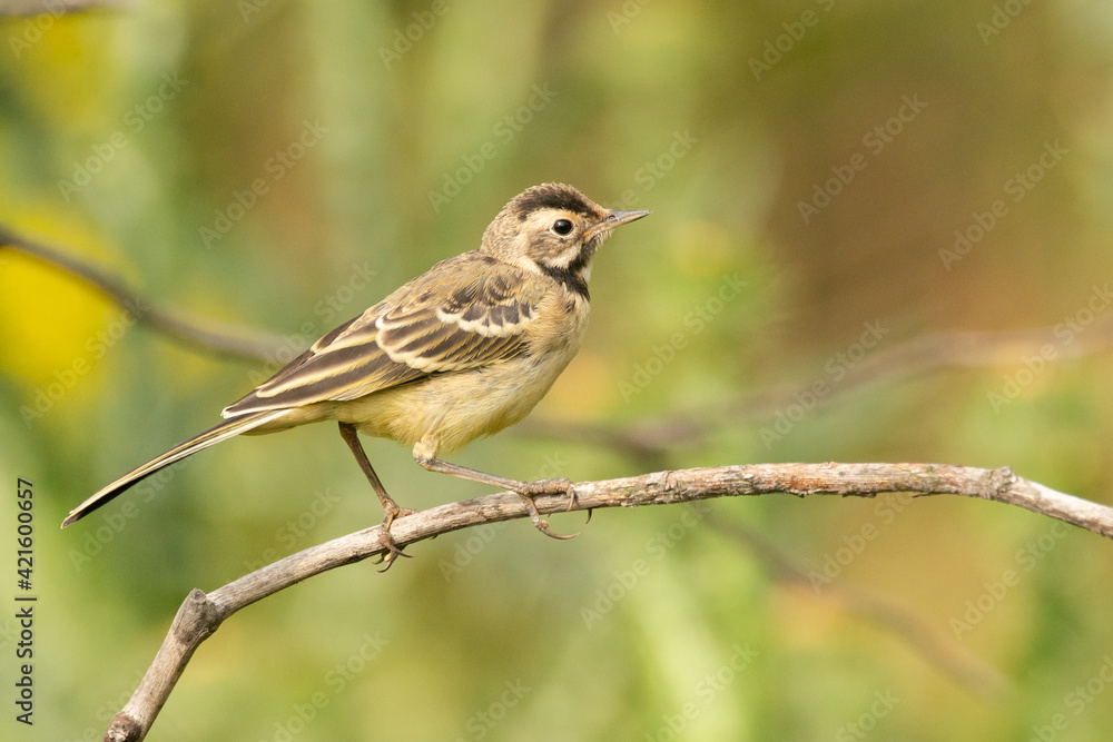 Chick Yellow Wagtail, Motacilla flava in the habitat Chick Yellow Wagtail, Motacilla flava in the habitat