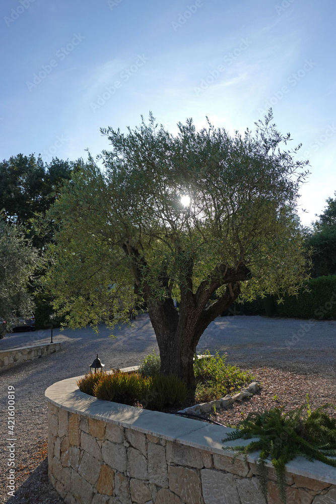 tree in the park hit by the sun