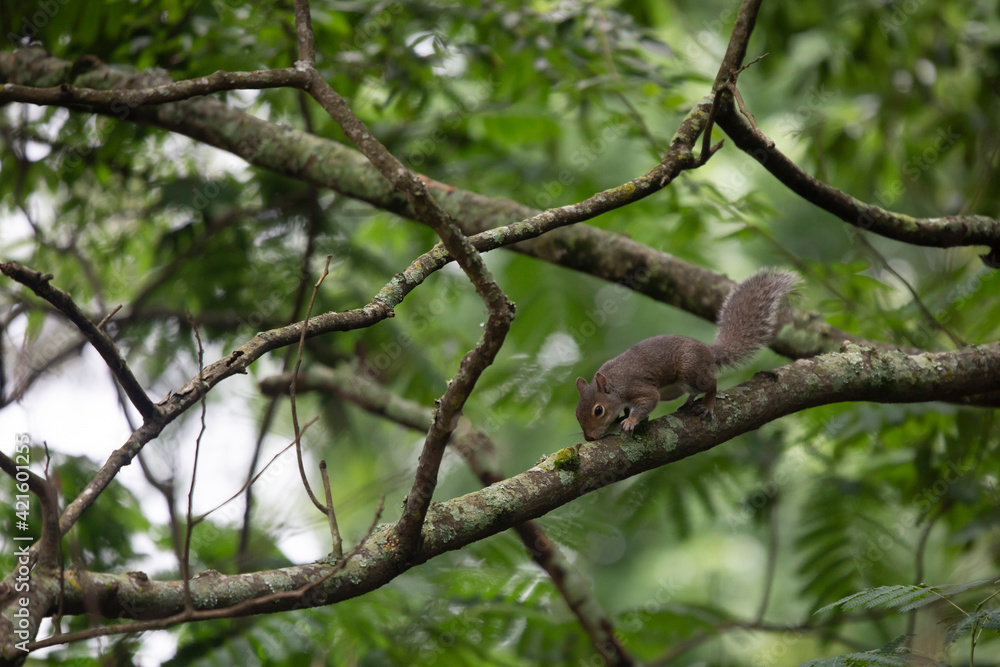Squirrel Eating Bark Squirrel Eating Bark