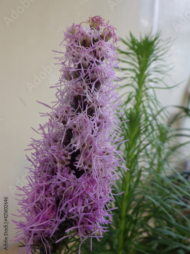 Closeup shot of a domestic Liatris flower in a bright room photo