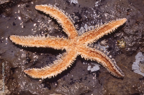 Estrella de mar volteada sobre una roca dejando ver los tentáculos y colores de su parte inferior