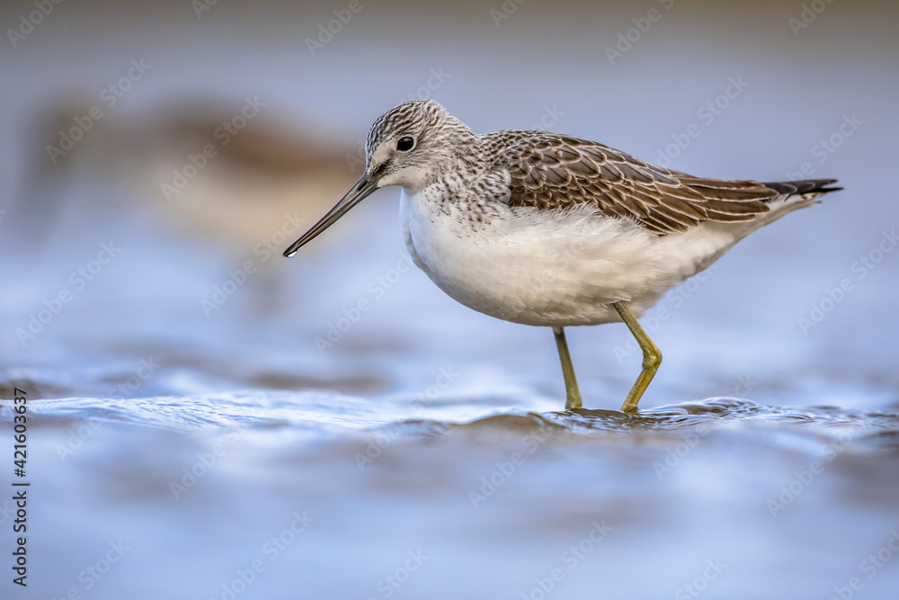Common greenshank walking in shallow coastal water of Waddensea. Common greenshank walking in shallow coastal water of Waddensea.