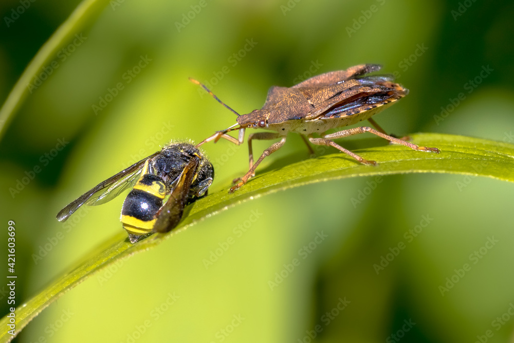 Heteroptera with wasp prey on leaf Heteroptera with wasp prey on leaf