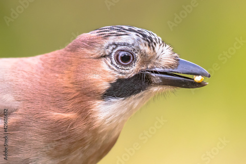 Curious Eurasian Jay head on bright background