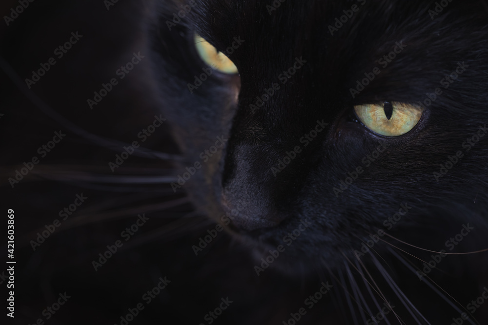 Closeup of the snout of a black cat with golden eyes looking intensly