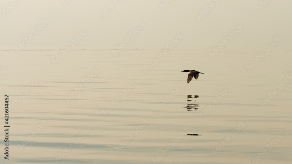 duck flying over a salt lake in Argentina duck flying over a salt lake in Argentina