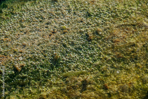 green rotting bog surface with bubbles close up