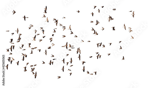 flock of birds flying isolated on white background