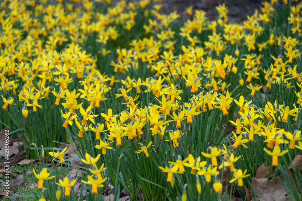 Obraz premium Narzissen im Park