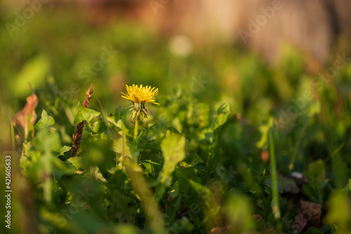 Dandelion - Taraxacum officinale its yellow flower. In the background is green grass. photo