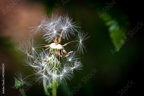 Dandelion seeds blowing in the wind