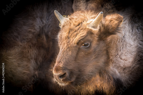 portrait of a young bison with its head in the sunlight
