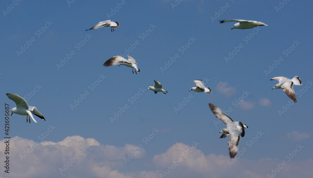 Bandada de aves volando en grupo