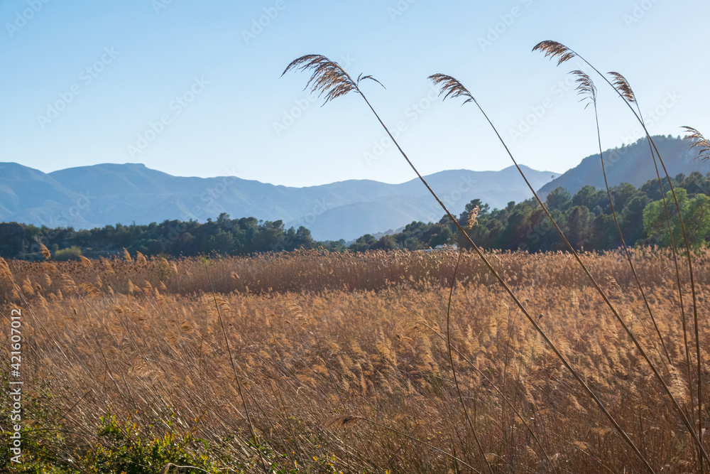 Obraz premium Natural park of Pego-Oliva, wetlands and marsh, in Valencia (Spain).
