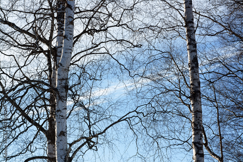 Obraz premium trees in the sky