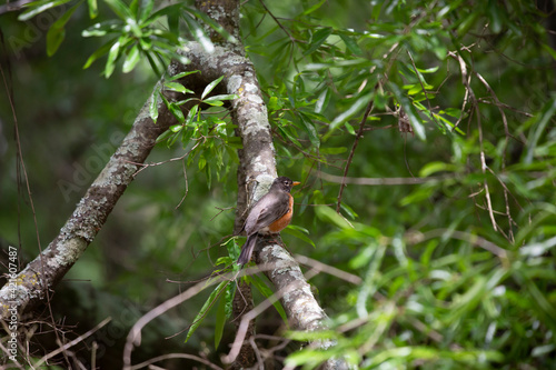 American Robin