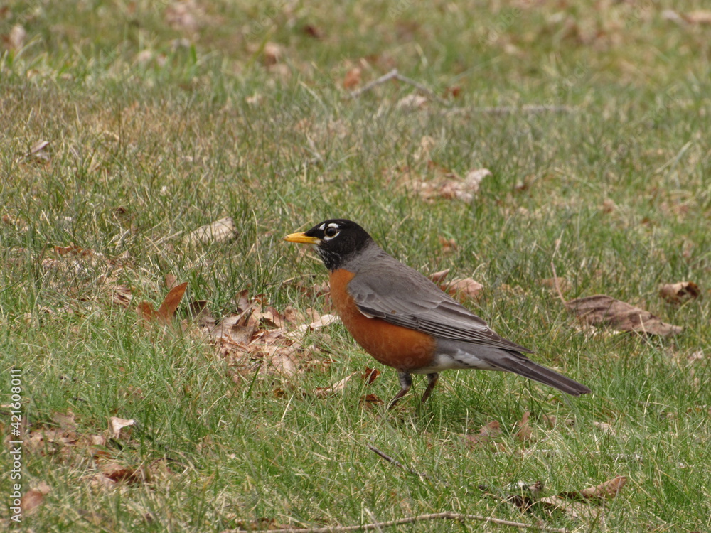 robin on the grass robin on the grass