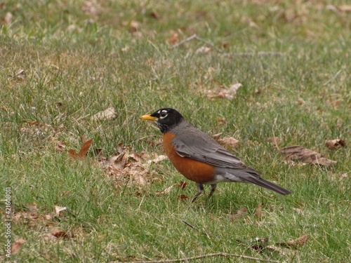 robin on the grass © Patricia