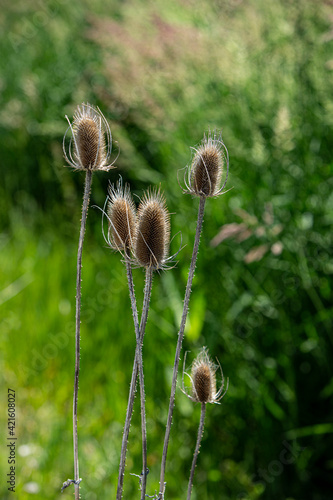 Palouse, Washington State, USA, dried cattails in a field