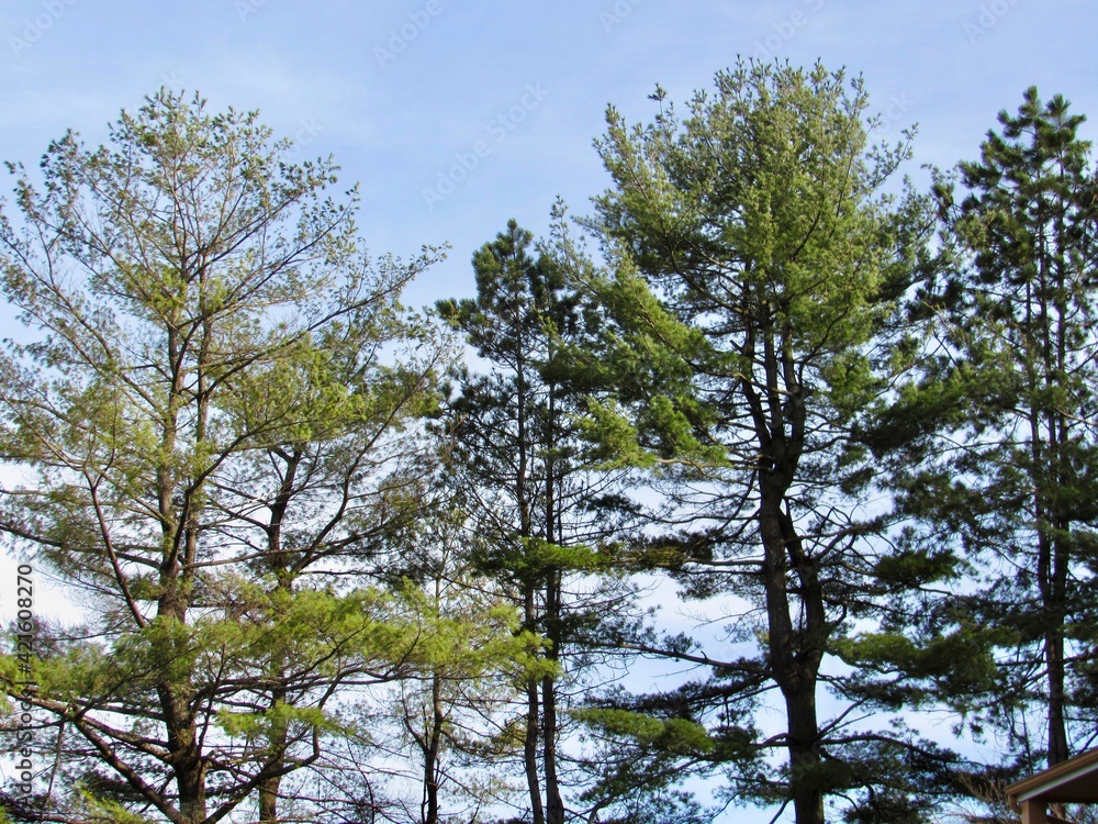 Obraz premium trees in the sky