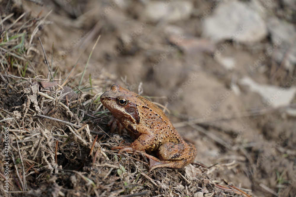 Obraz premium frog on the grass