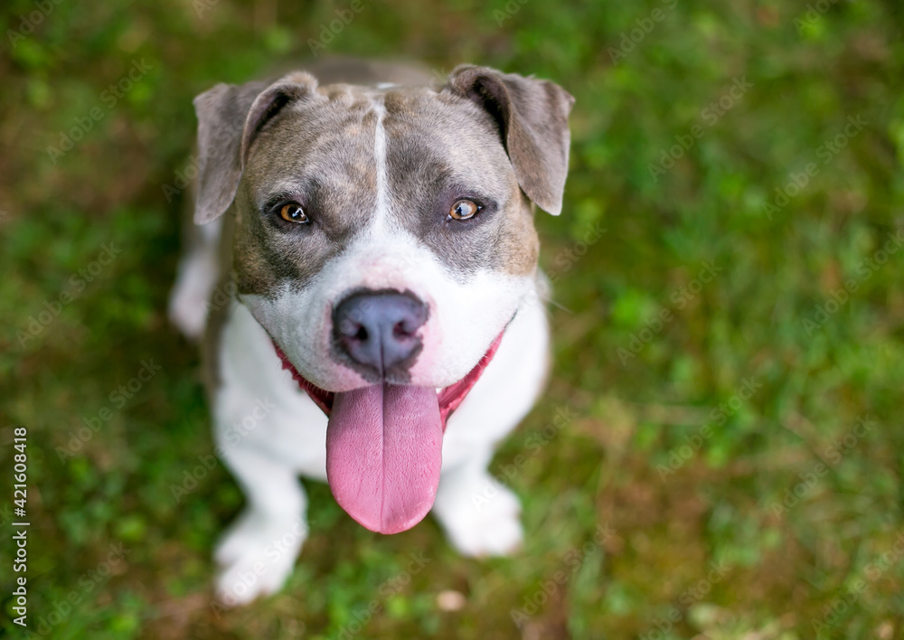 A happy gray and white Staffordshire Bull Terrier mixed breed dog panting A happy gray and white Staffordshire Bull Terrier mixed breed dog panting