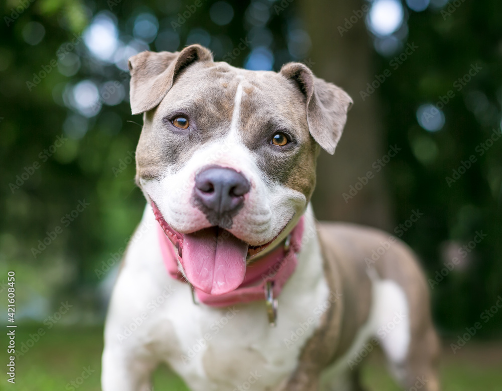 A happy gray and white Staffordshire Bull Terrier mixed breed dog panting