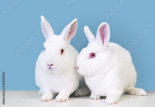 A pair of white Dwarf mixed breed pet rabbits with pink eyes sitting together