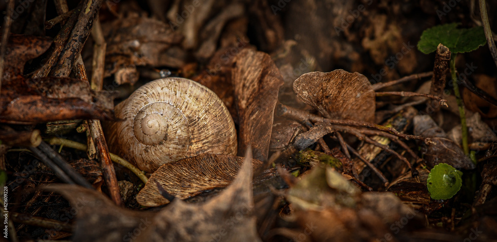 Snail shell in a forest Snail shell in a forest