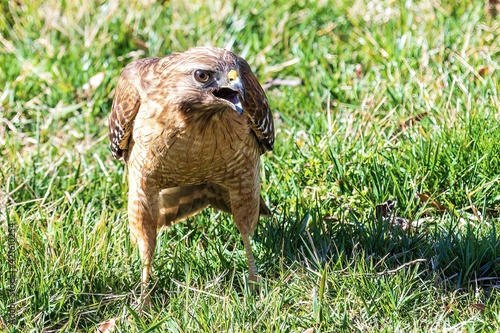 Hawk in the grass
