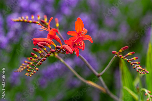 Sequim, Washington State, purple lavender and red flower field blooms photo