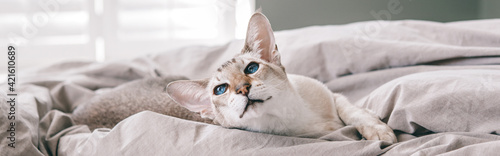  Blue-eyed oriental breed cat lying resting on bed at home looking away. Fluffy hairy domestic pet with blue eyes relaxing at home. Adorable furry animal feline friend. Web banner header.