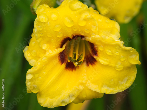 USA, Washington State. Daylily, Stella d'Oro photo