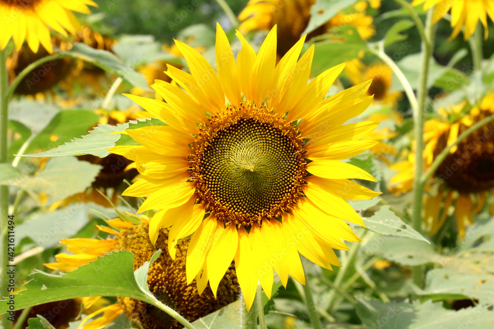 Sunflower was a common crop among American Indian tribes throughout North America. Evidence suggests that the plant was cultivated by American Indians in present-day Arizona and New Mexico about 3000 Sunflower was a common crop among American Indian tribes throughout North America. Evidence suggests that the plant was cultivated by American Indians in present-day Arizona and New Mexico about 3000
