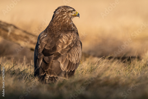 common buzzard standing alone