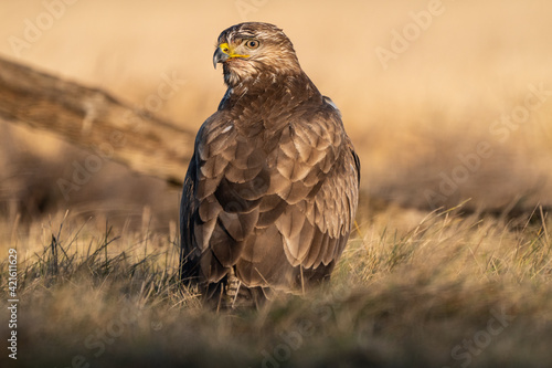 common buzzard standing alone