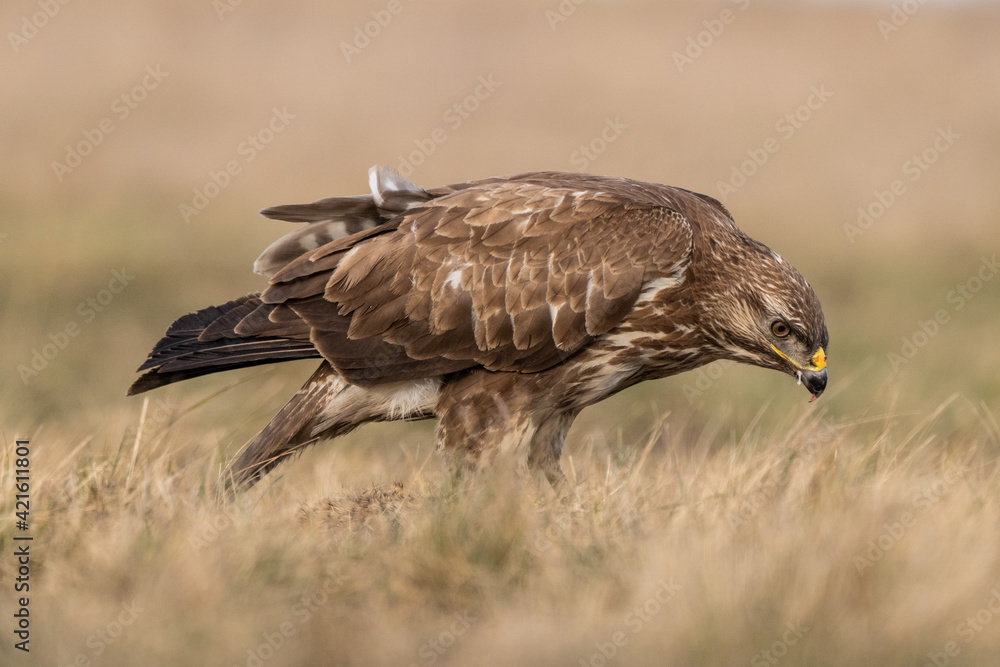 Obraz premium common buzzard standing alone