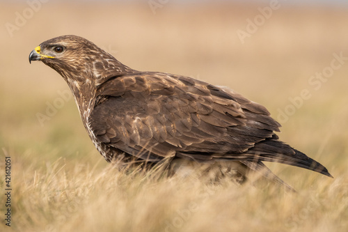 common buzzard standing alone