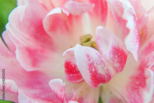 Pink tulip flowers in spring time. Close up macro of fresh spring flower in garden. Soft abstract floral poster, extremely macro, selective focus. Inspirational floral wallpaper holidays card