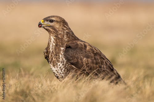 common buzzard standing alone
