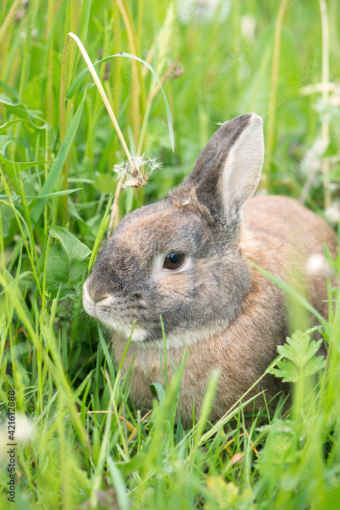 Fototapeta premium Rabbit is sitting on a meadow with fesh green grass and flowers, springtime, easter
