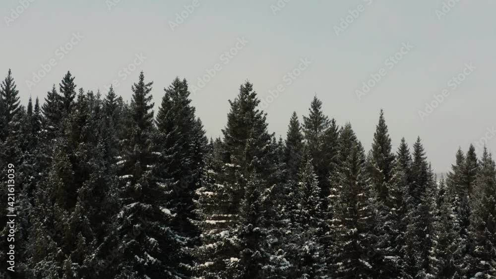 Aerial view of the winter forest and the sun snow flying into the camera Aerial view of the winter forest and the sun snow flying into the camera