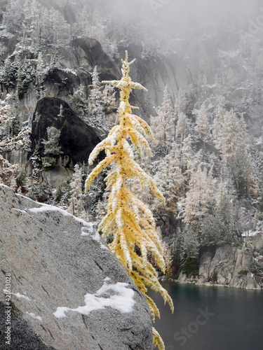 USA, Washington State. Alpine Lakes Wilderness, Enchantment Lakes, Snow covered Larch tree and rock