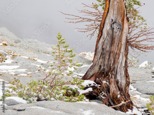 USA, Washington State. Alpine Lakes Wilderness, Enchantment Lakes, Larch trunk and fir tree